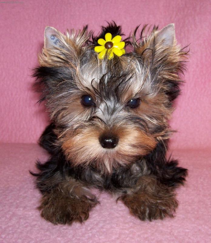 Foto: Fabien Trombik-I kluci mohou byt sladc� !