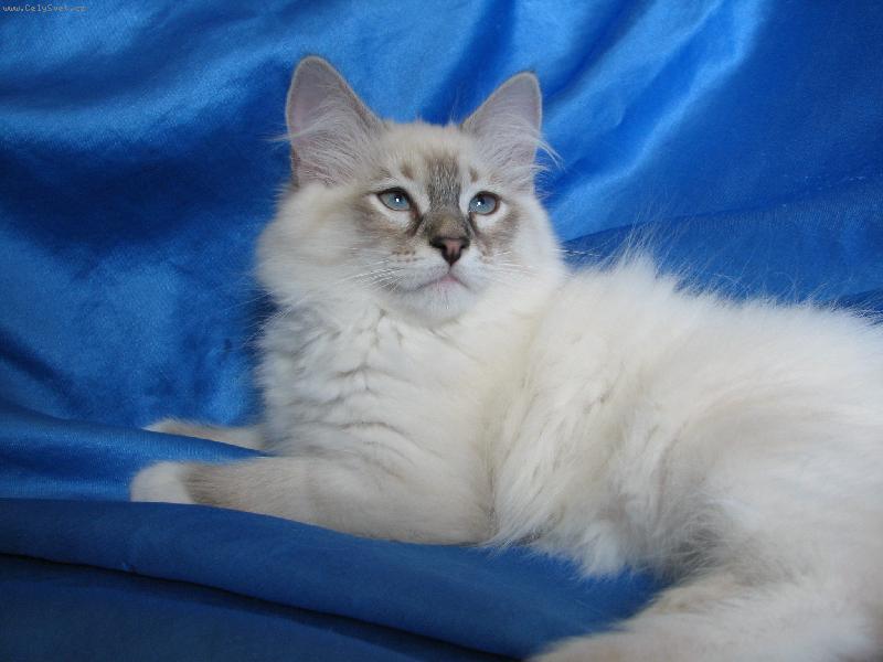 Foto: Felina Bella Bohemia, CZ