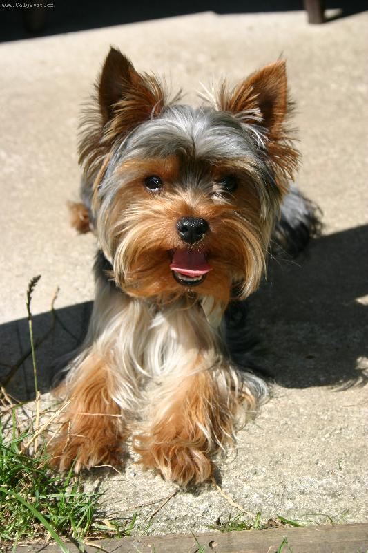 Foto: Rok�sek 1.11.2005-A zase m� fot�