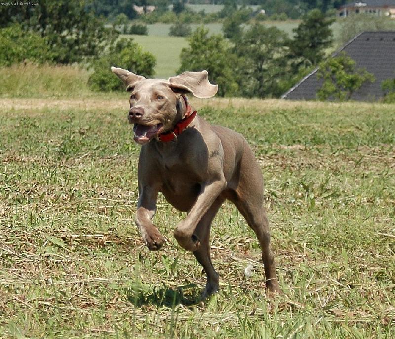 Foto: Indie ve sv�m �ivlu - v b�hu