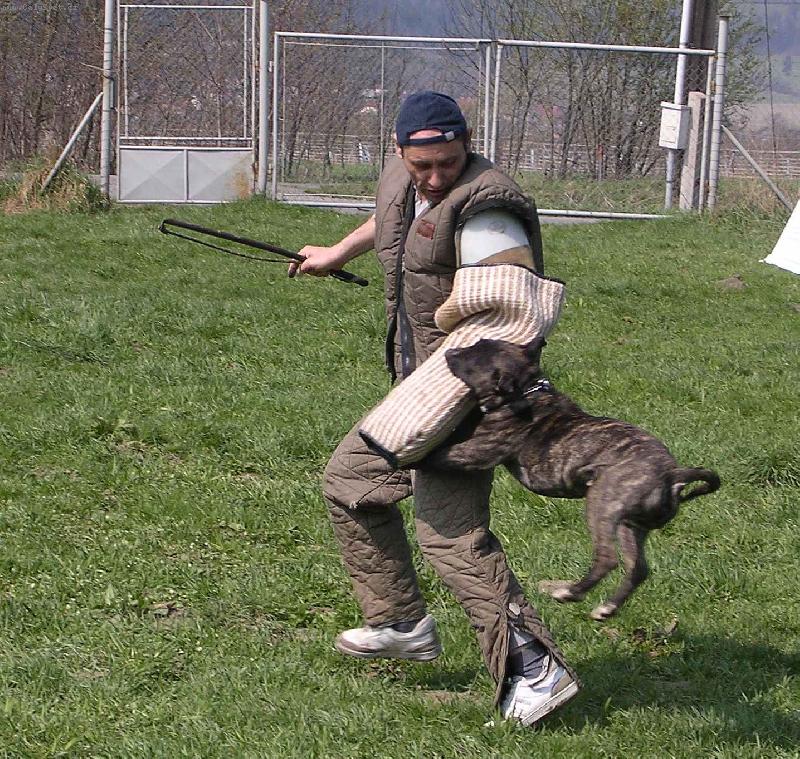 Foto: Bulik jak ho mozna neznate-Zadrzeni pachatele