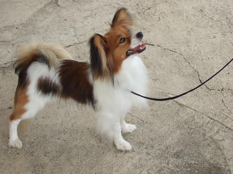 Foto: Anabell Sweet Awillon-Bellka na v�stav� v postoji