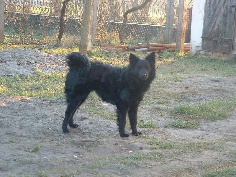 Foto: Tisa (Alisa Slavonski Brod)