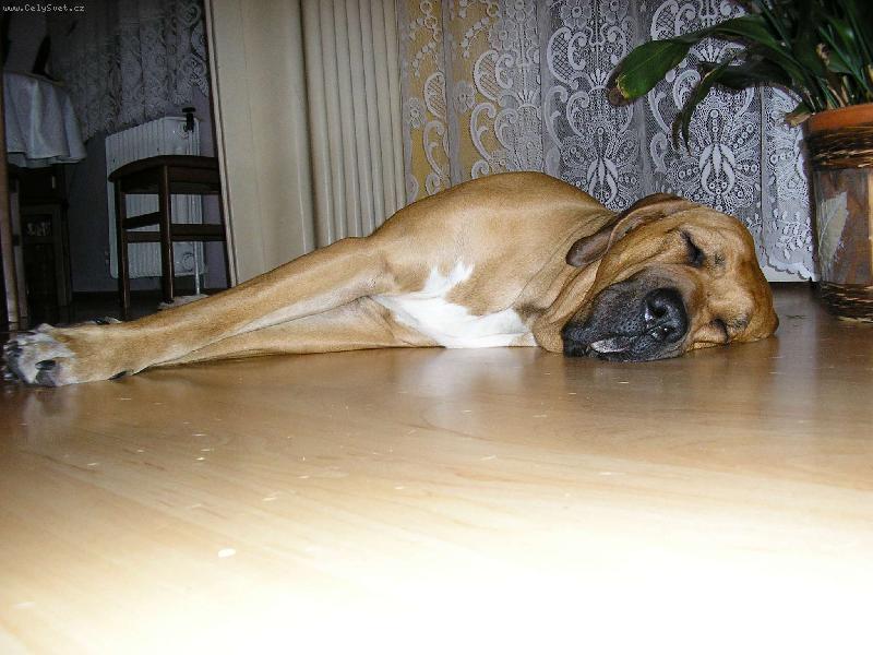 Foto: Osana Str�nick� R�j