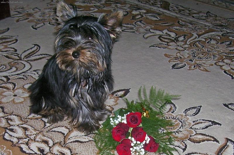 Foto: http://www.amalkajork.estranky.cz/-Am�lka