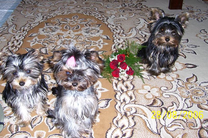 Foto: Kellynka+Nellynka+Am�lka-http://www.kelly-nelly.estranky.cz/