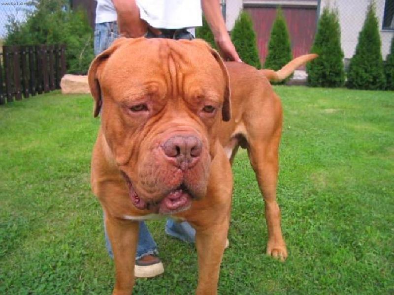 Foto: Duk Sarah-Valenzo-Duk detail