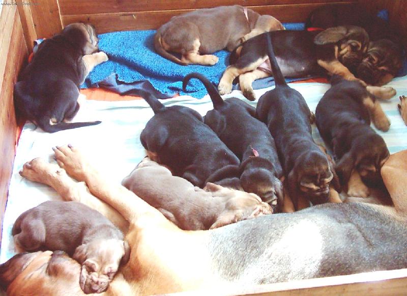 Foto: Famous Alhavant-v m�s�ci