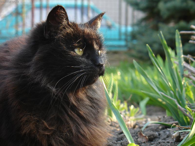 Foto: detailn� profil Norsk� lesn�