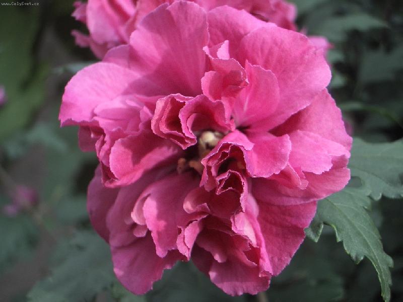 Foto: venkovni ibisek-staror��ovy