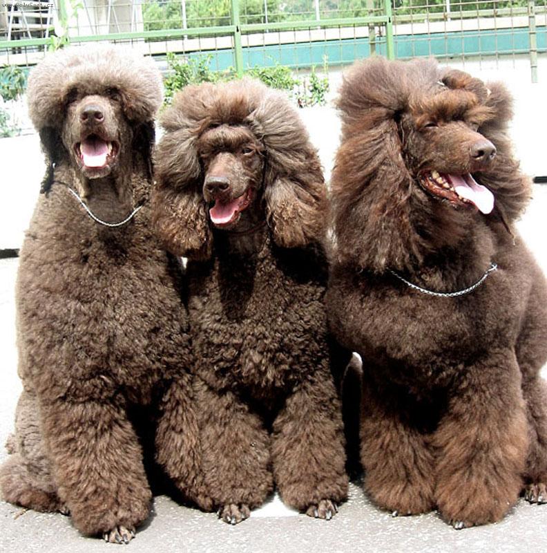 Foto: Vel�k� hned� pudel-Cowboy,Alwin,Connor na v�stave v Bratislave