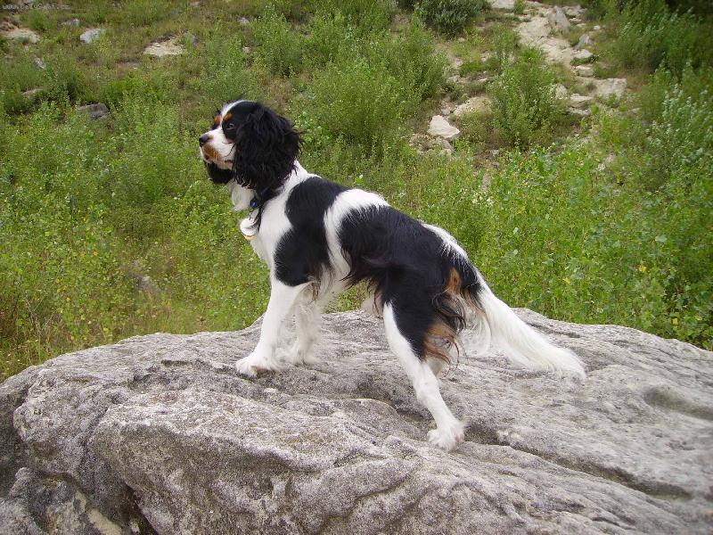 Foto: Caval�r King Charles Spaniel- Tricolor-Moj cavalier Geralt
