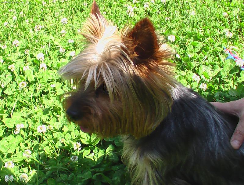 Foto: Princ poslu�n�!-�ek� na povel aby mohl ro�a�it.