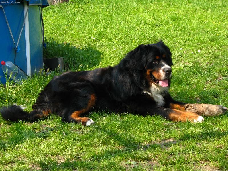 Foto: odpo�inek-tak to odpo��v� m�j pejsek Brit