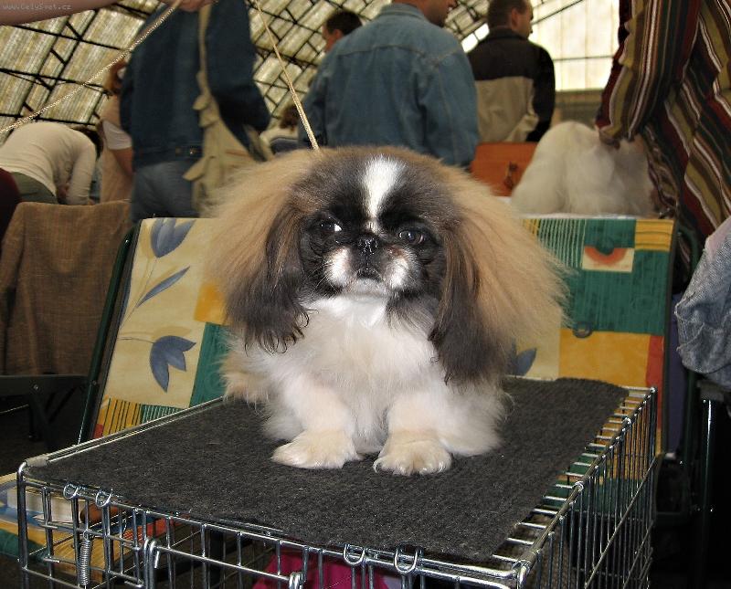 Foto: na v�stav�-osmim�s��n� fenka ZUCKER BABY od Mach��k�