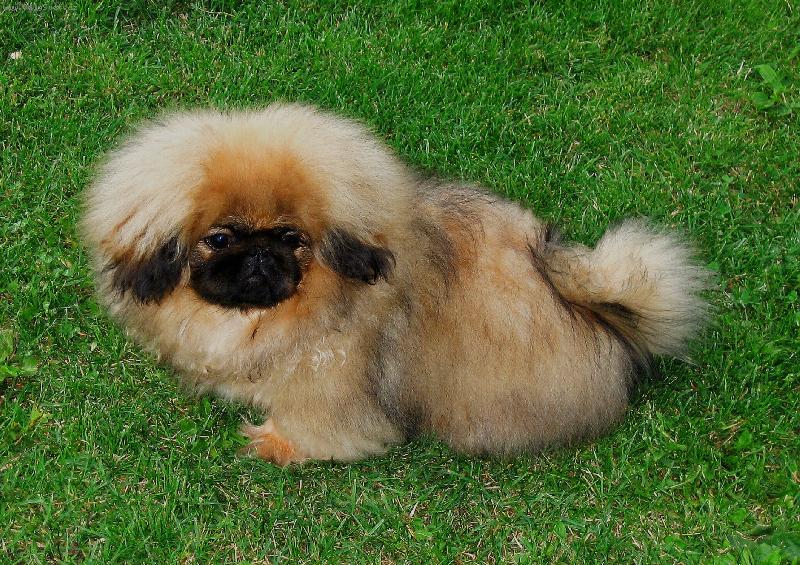 Foto: ATREY od Mach��k�-�ty�m�s��n� pejsek