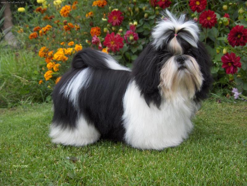 Foto: PRINCEZNA LADA Z IVAFRE-ST��� 6 M�S�C�