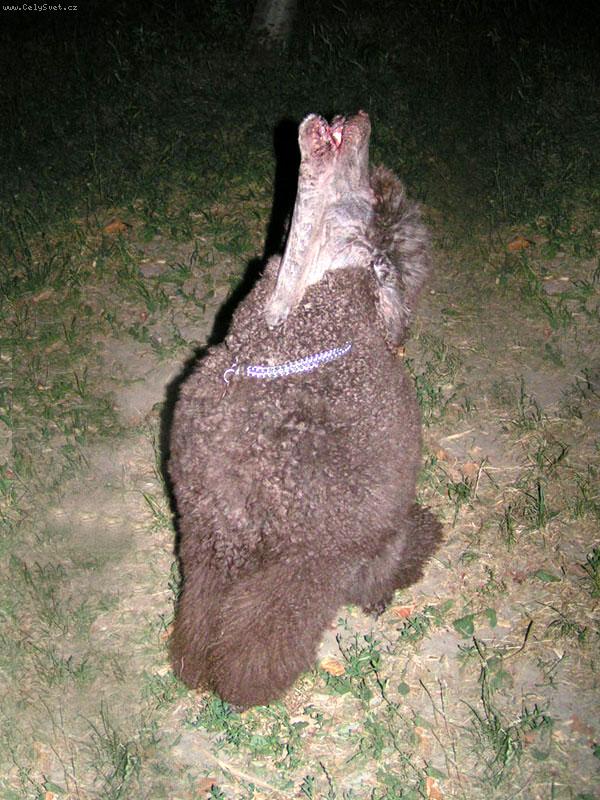 Foto: Cowboy Corky Br.Children-ve�k� hned� pudel-spievaj�ci Kokinek