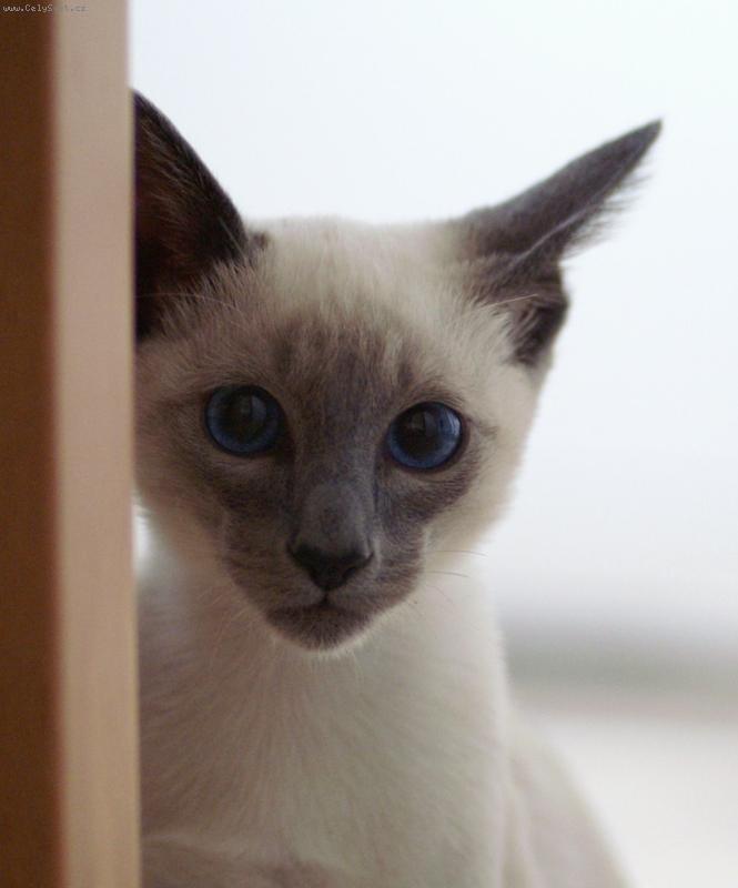 Foto: Mr. Chilli Nois from Vizovice :o)