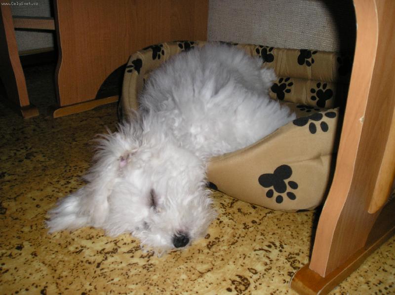 Foto: Na�e Molly-�t�n�c� radov�nky dok�� unavit!!!
