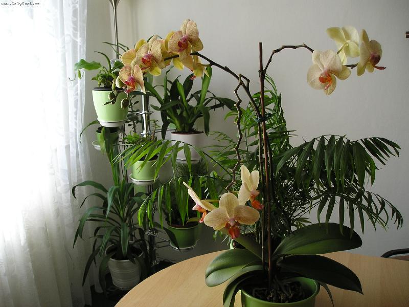 Foto: Orchideje