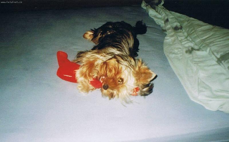 Foto: srd��ko je moje