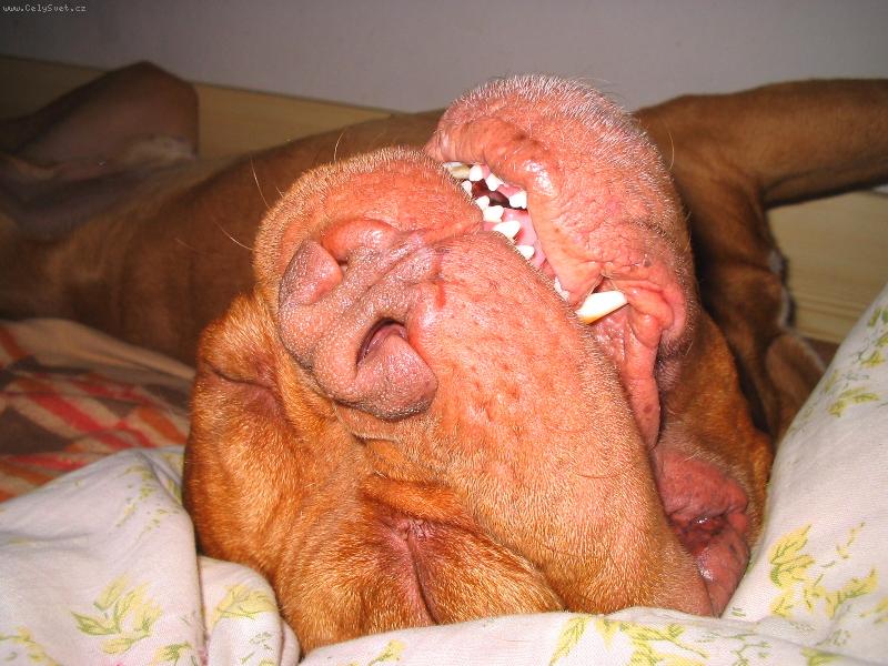 Foto: Duk se sm�je-Duk se sm�je