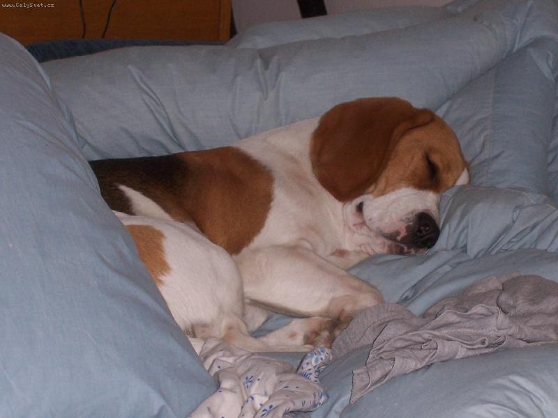 Foto: Benji le��c� sp�c�-a j� �e m�m b�t loveck� pes???