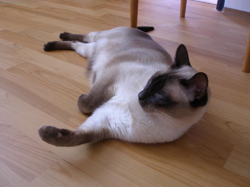 Foto: Fil�pek-sladk� nicned�l�n�