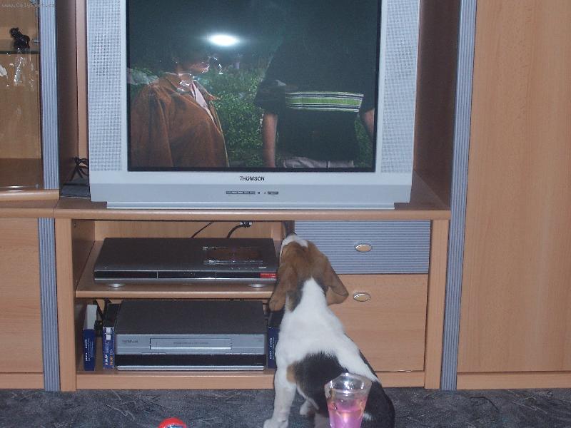 Foto: tak kdo je vrah?-Benji a jeho dobr� kamar�d