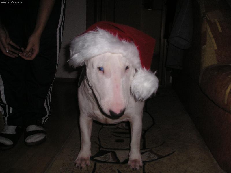 Foto: \"v�no�n�\"