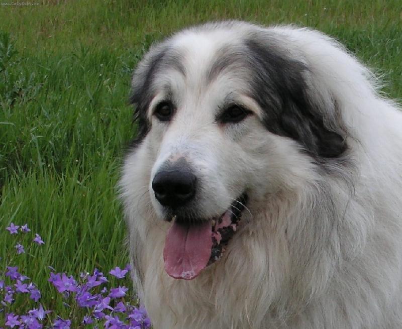 Foto: ICH. CH. Cyro Mountain Almanach- Monty-sm�j�c� se Monty