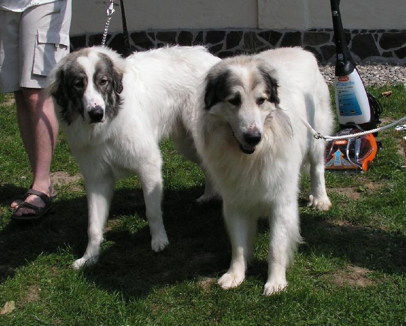 Foto: ICH. CH. Cyro Mountain Almanach- Monty a Asan z Baldoufa-Monty a jeho ro�n� syn Asan