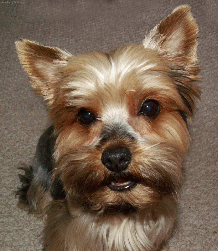 Foto: Kime�ek-Sm�j�c� se pejsek