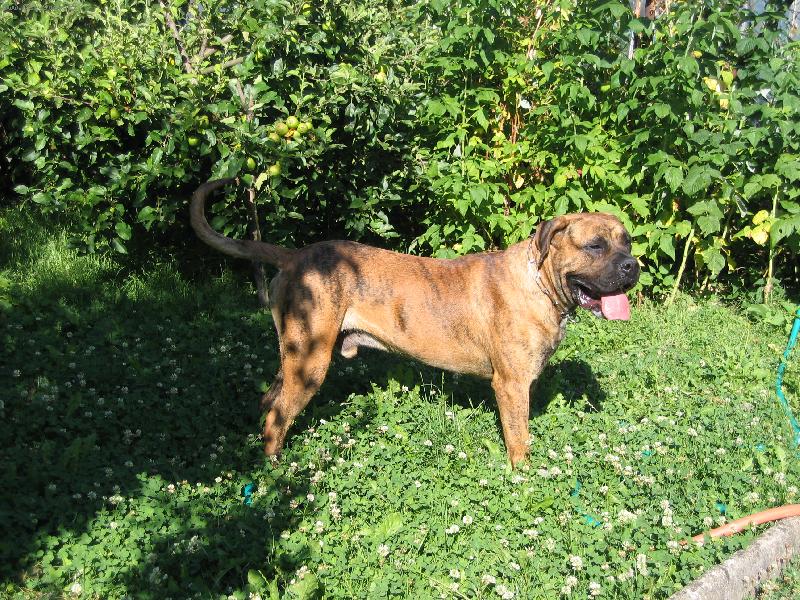 Foto: Keno Chamjan-Toto je je�t� jedna fotka na�eho psa Kena.....