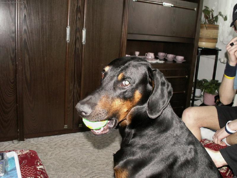 Foto: doma-m�m spousty hra�ek, jsem v�niv� sb�ratel