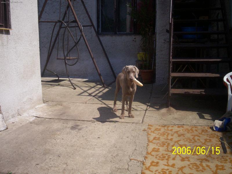 Foto: zlod�jka-6 m�s�c�