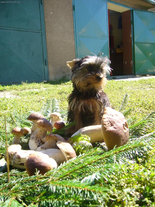 Foto: to sem ale �ikovn� co??? :-)