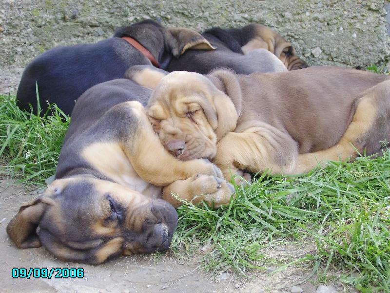 Foto: Famous Alhavant-Venise,Vashti,Vestigator a Verdel Famous Alhavant