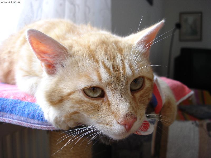 Foto: fe��k nalezenec-asi nevhodn� v�no�n� d�rek