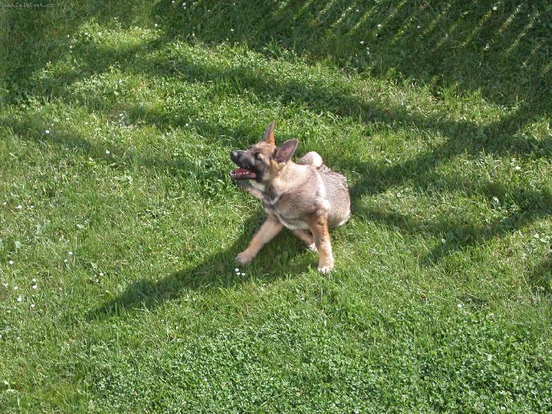 Foto: Nas milovan� pejsek jako �t�n�