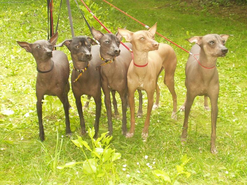 Foto: Chovatelsk� stanice M�s��n� kv�tina-www.volny.cz/mesicnikvetina