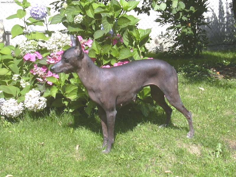 Foto: Bonie M�s��n� kv�tina-www.volny.cz/mesicnikvetina