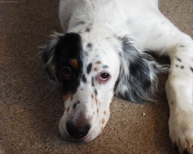 Foto: N� mil��ek Apollo z Lipek-p���t