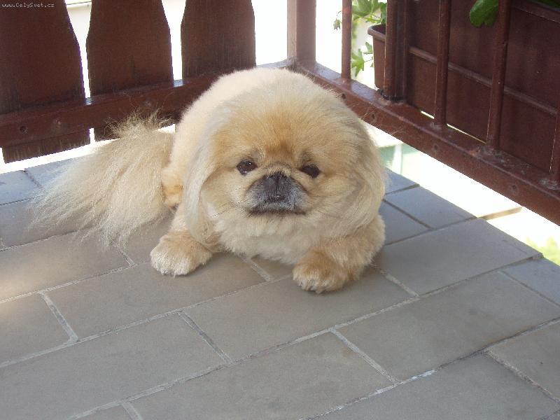 Foto: Monty-N� Mont�k odpo��v� na balk�n� po n�v�t�v� u pan� kade�nice  :-)))