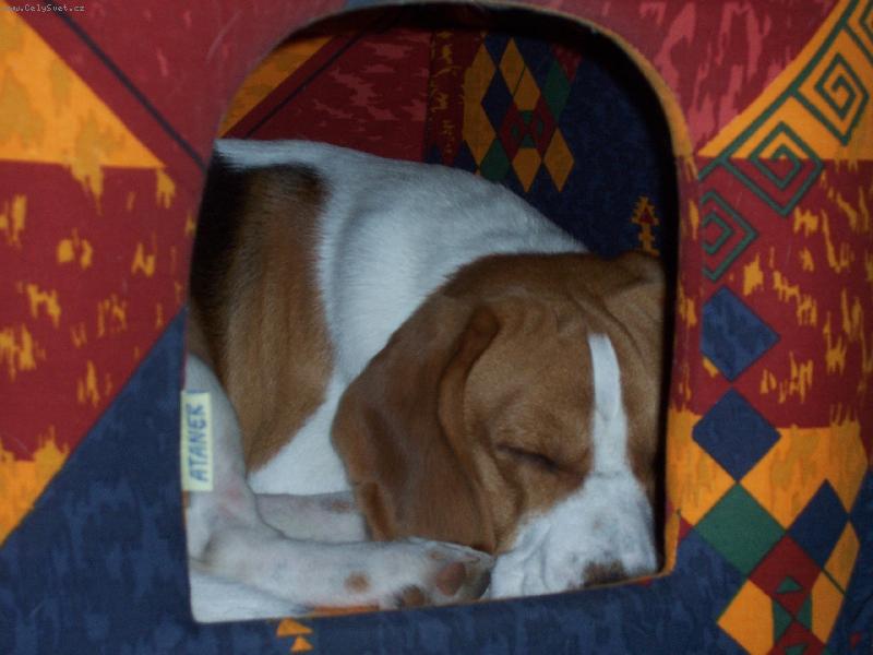 Foto: ani vyspat m� nenech�-v�ude dob�e doma nejl�p