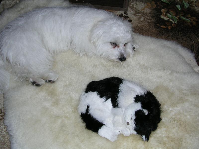 Foto: S�rinka-nerozlu�n� kamar�dky S�rinka a M�rinka