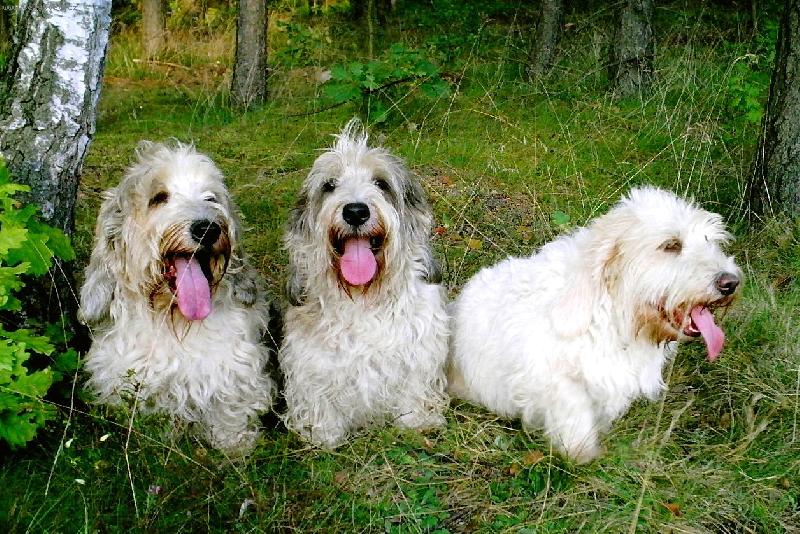 Foto: mil��kov� Falcon,Empire a Nicolette z Mimo�sk� podkovy-les a lov je na�e hobby, ale jinak sp�me v posteli