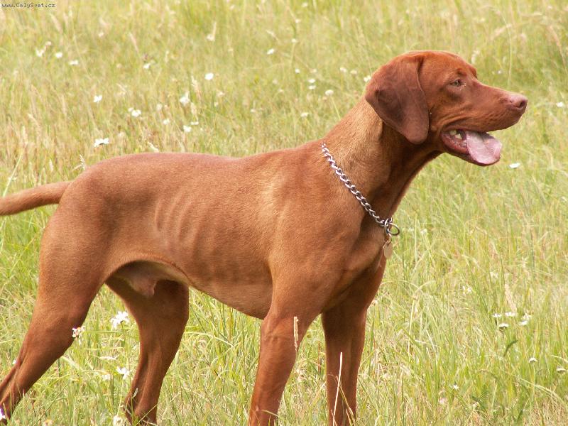 Foto: Egon \"Bondy\" z Chlum�ansk� doliny-pes 1 rok