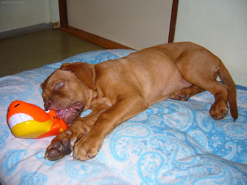 Foto: Angela-Muj mazel